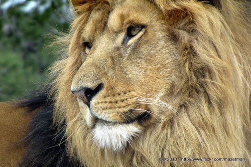 Images Of Tigers And Lions. 12 tigers, three lions and