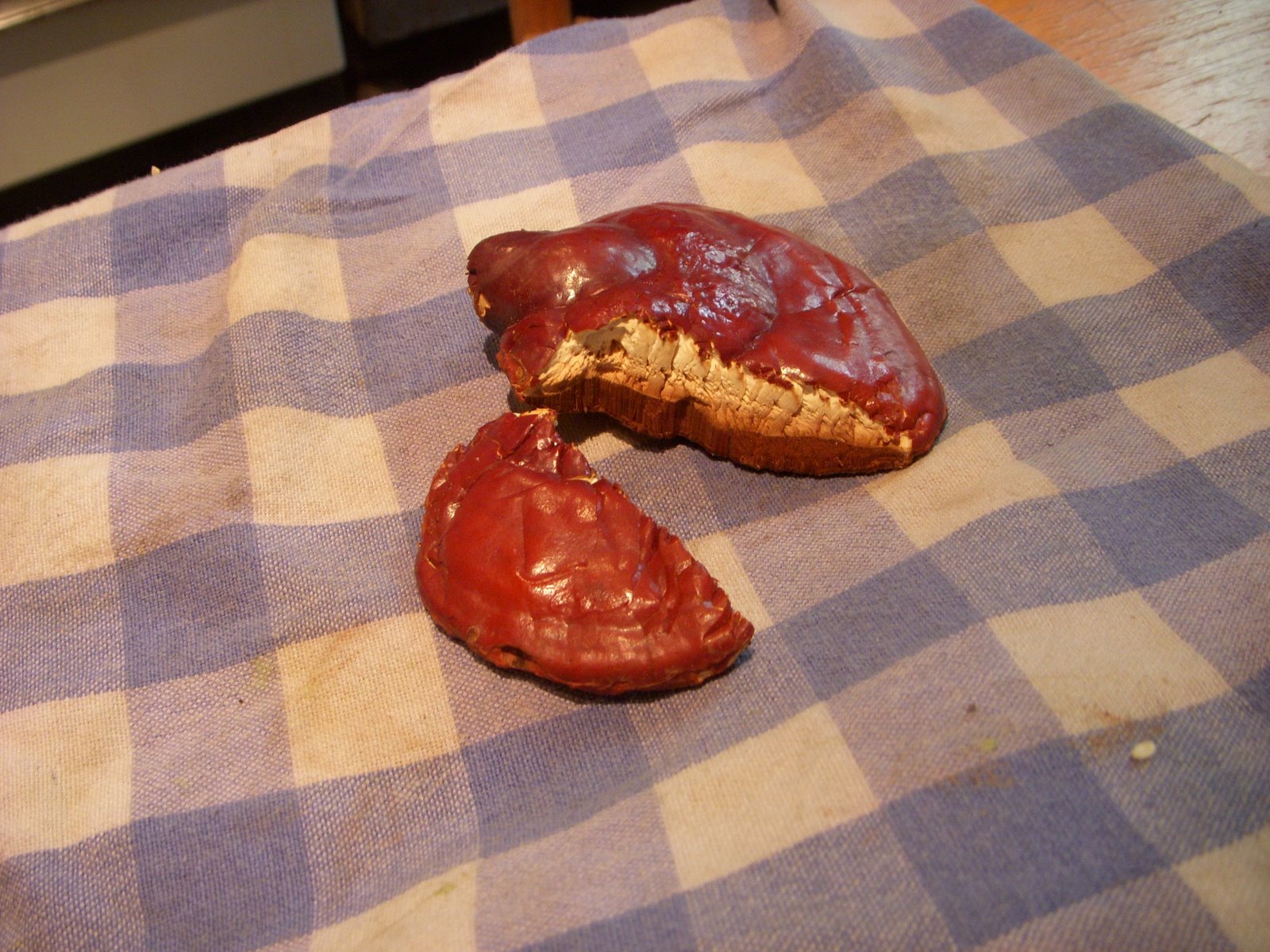 [Ganoderma_tsugae.JPG]