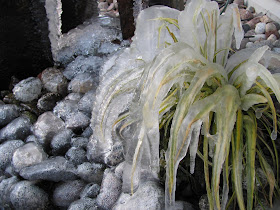 Niagara Tropicals 2009