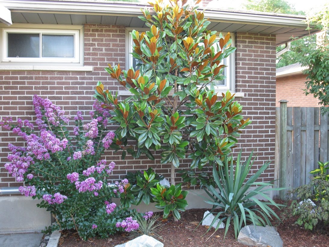 Niagara Tropicals: 09/01/2010 - 10/01/2010