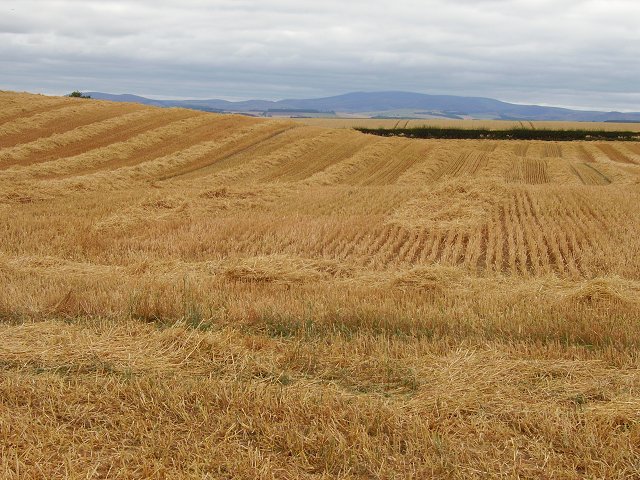 Oat Straw