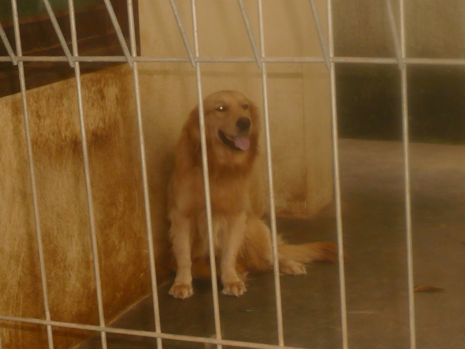 Anjing Golden Retriever Dijual Anjing Golden Retriever Dijual