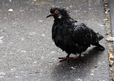 Pigeon Life Cycle