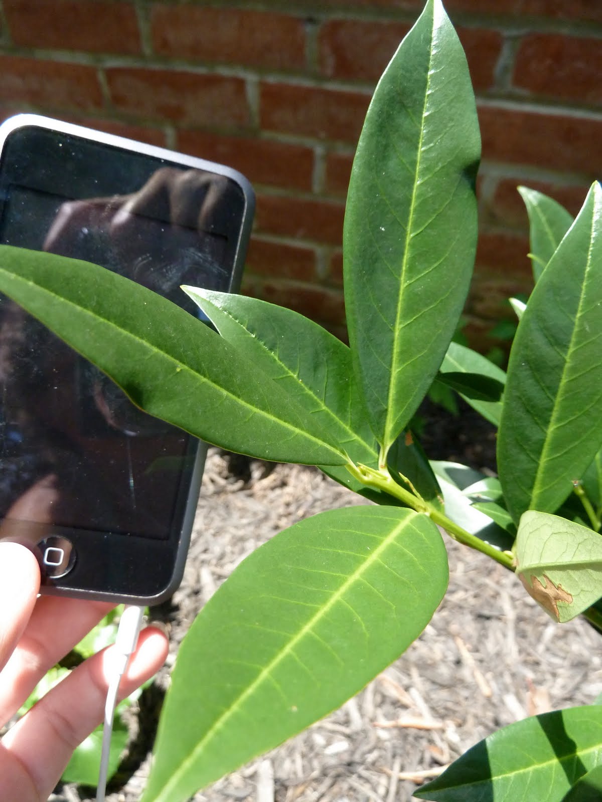 Biology Collection Cuticle protective waxy covering on a leaf