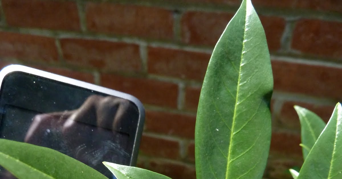 Biology Collection Cuticle protective waxy covering on a leaf
