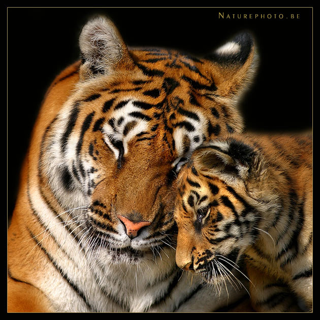 [36893161.IMG_5491cn]