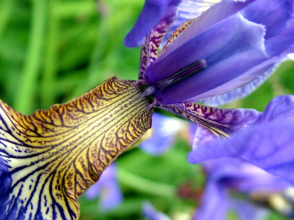 Florile placere pentru ochi si suflet I - Pagina 20 Blue_Bearded_Iris,_Chelsea_Flower_Show