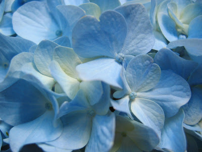 Florile placere pentru ochi si suflet I - Pagina 20 Blue_Hydrangea_Flower,_Close-up_Photography