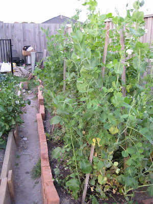 Humanities And Technology Plants Blog Y3 Choisya Ternata