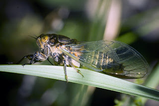 Para ampliar Cicadidae hacer clic