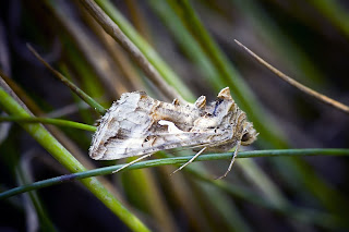 Para ampliar Autographa gamma 
hacer clic