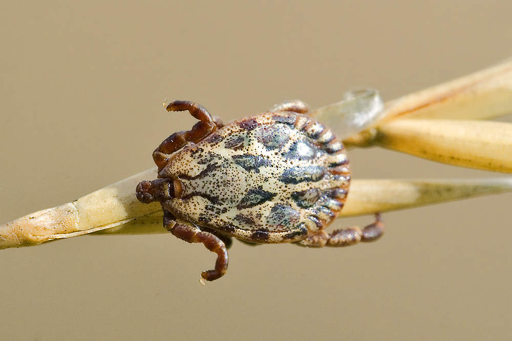 Dermacentor reticulatis. Más fotos espectaculares en http://www.invertebradosdehuesca.com