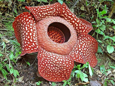 世界上最大型花 屍花 - 世界上最大型花 屍花 rafflesia