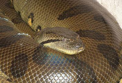 超大蟒蛇王 - 超大蟒蛇王集錦