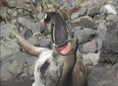 白目企鵝把海狗當石頭踩