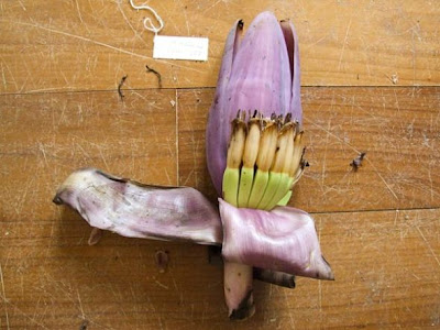 湄公河六大新物種