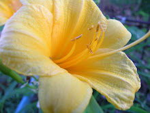 Daylily, Nightburst