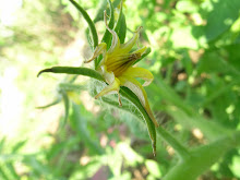 Better, Bigger Boy Tomato In the Making