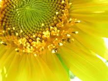First Sunflower