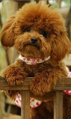 可愛いペット図鑑 壁紙 Poodle Puppy Red 犬の年