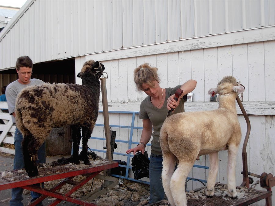 Hey, it's Dalis! Wool & Sheep & Yarn & Color & Fiber & Crowds & Madness!