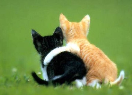 [cats.jpg]