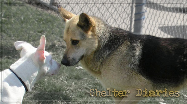 Irving Animal Shelter Adoptable Dogs Irving Animal Shelter Adoptable Dogs