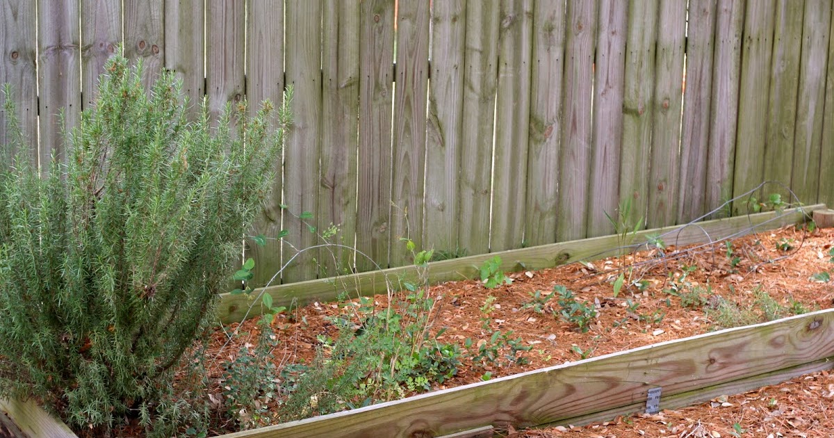 What am I going to be when I grow up?: Square Foot Gardening: Is it the