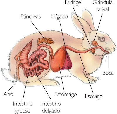 HECES Y ENFERMEDADES DEL APARATO DIGESTIVO Aparato+digestivo+conejo20070417klpcnavid_71.Ees.SCO