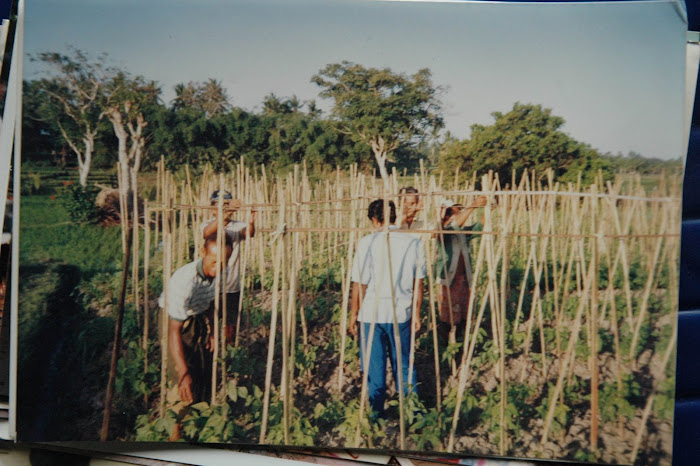 KBU KACANG PANJANG