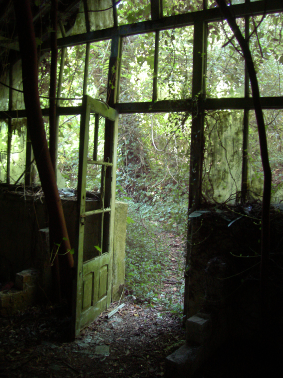 [forest+]