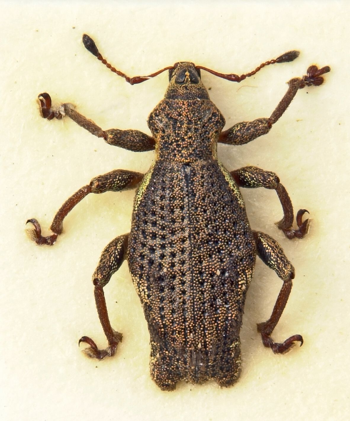 The Praise of Insects Beetles of Mauritius Syzygops vinsoni