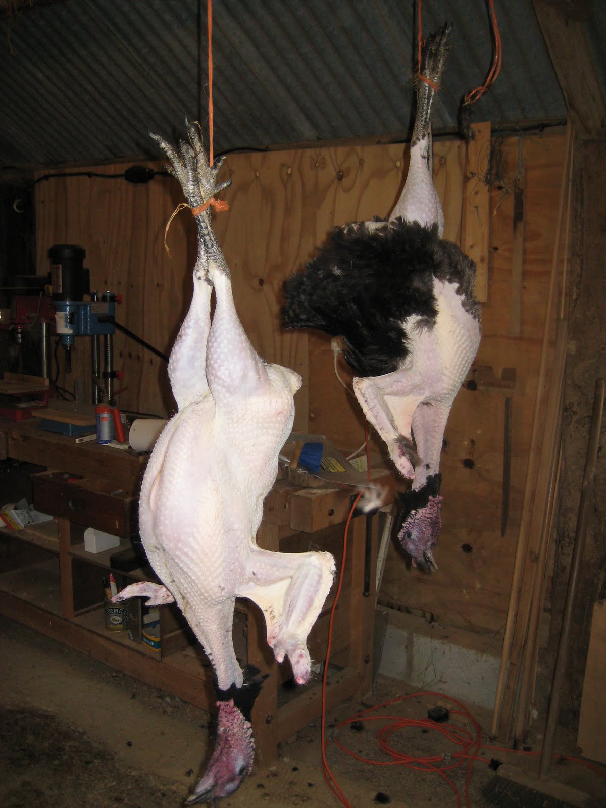 Trussed Turkey