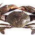 Kepiting+bakau