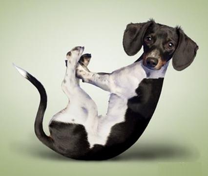 [yogadogs8.jpg]