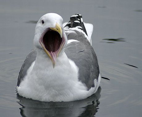 bird mouth