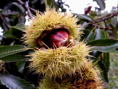 [Sao+Martinho[1].JPG]