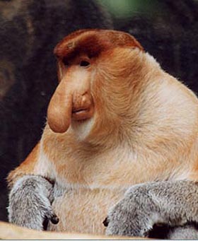 Proboscis Monkey Facts
