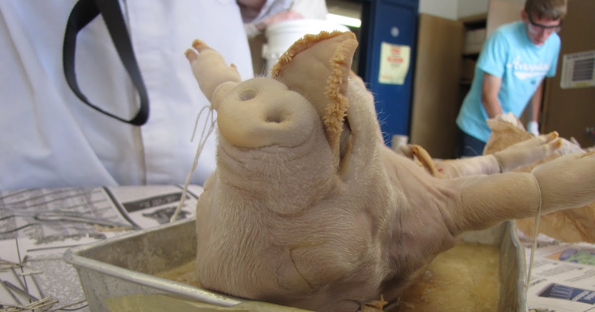 The Anatomy of a Fetal Pig: OBSERVATIONS: PHYSICAL DESCRIPTION OF THE