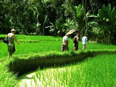 Rice paddy walk
