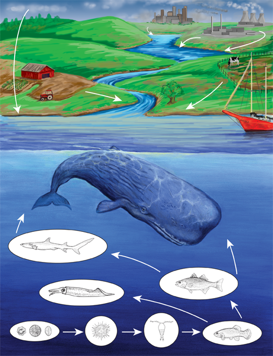 Marine Food Web Marine Food Web