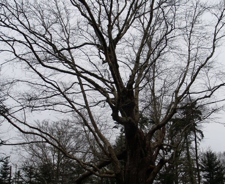 Nova Scotia Island Journal A visit to the yellow birch tree