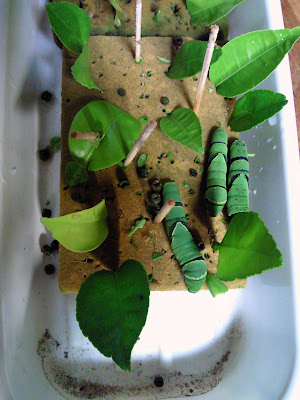 短期バイトとアゲハチョウ アゲハチョウ幼虫飼育ケースの全容