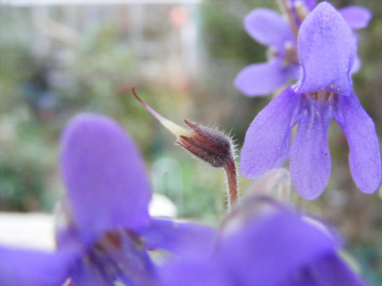 Petrocosmea