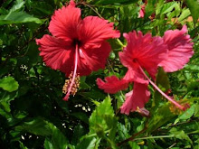Hibiscus outside Saras Door