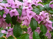 Purple flowers for a KState girl