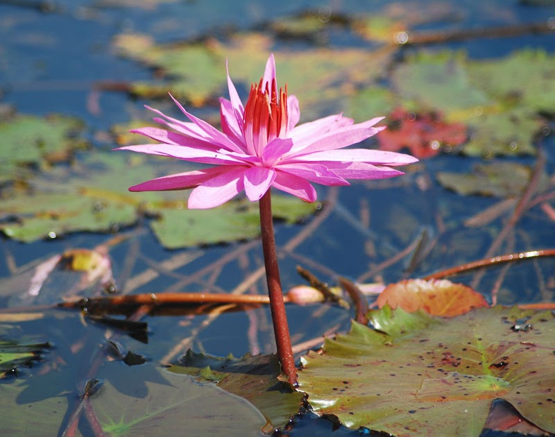 Anjang Blog: Bunga Teratai