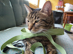 Max- my adorable kitty cat