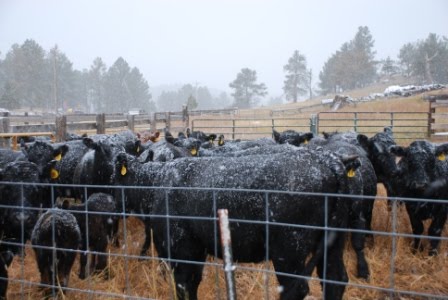 [RWS_Heifers+at+the+barn.JPG]