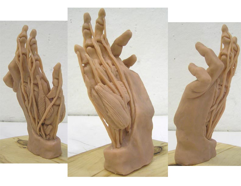 [Hand_Anatomy_Sculpture_by_Tay_ah.jpg]